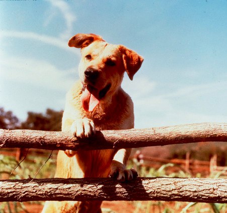 Old Yeller