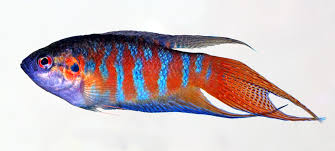Paradise Fish