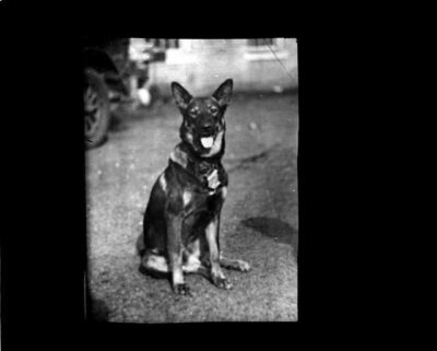 This photograph is a black-and-white photo of a German shepherd, sitting at ease. He is identified as Dynamite from Quincy, Massachusetts.