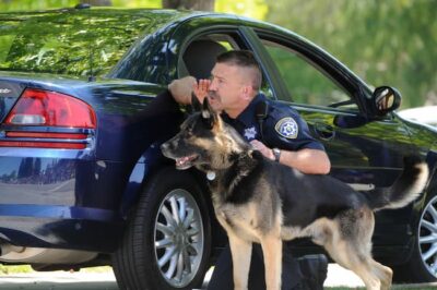 Modern day photograph of a police officer and his German shepherd. They are both alert on watch for something to happen. The officer is kneeling right next to the dog with his hand gently on the dog's collar.
