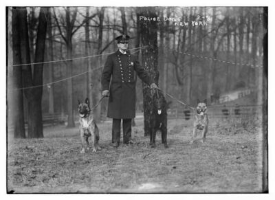 The first police dogs in the U.S.