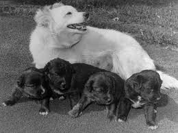 pushinka and pups