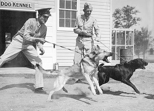 sentry along RR sentry dogs