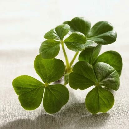 Oxalis