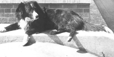 turnpike dog