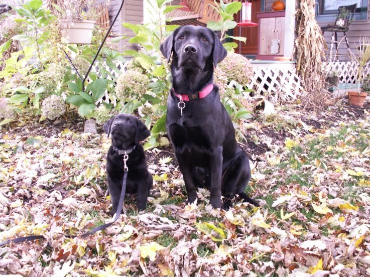 Slate as a puppy
