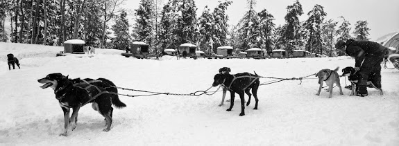 working dogs