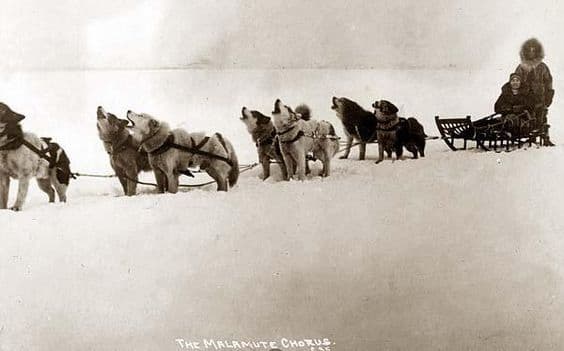 Team of malamutes ready to run
