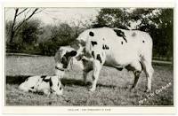 Taft cow at White House with her newborn calf