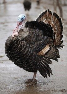 handsome turkey