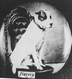 war-dog-harvey