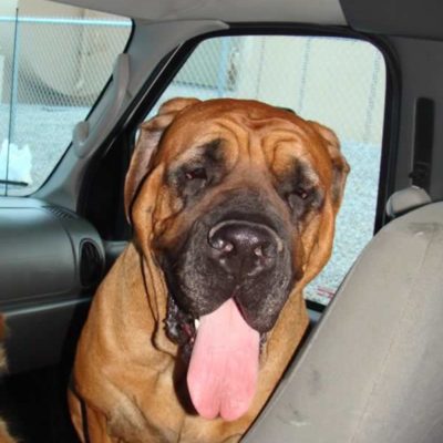 Rescue dogs