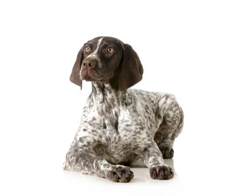 german shorthair pointer
