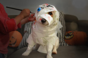 costumed dog
